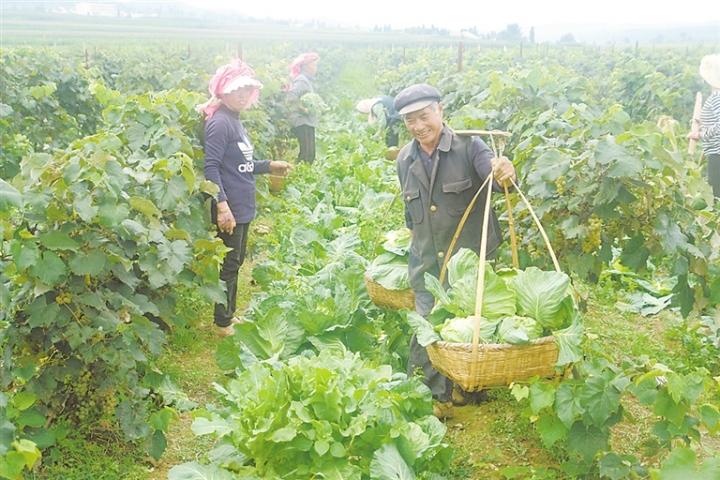 马龙乡新项目，乡村发展的璀璨明珠引领未来