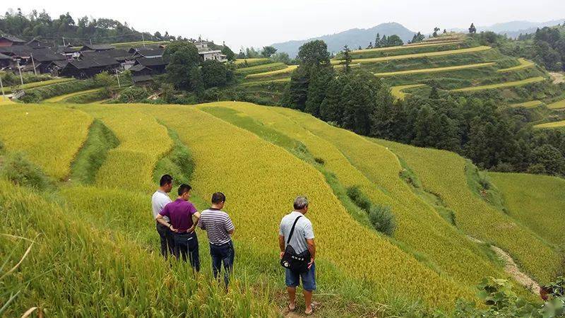 麻米乡新项目，引领乡村发展的强大动力源泉