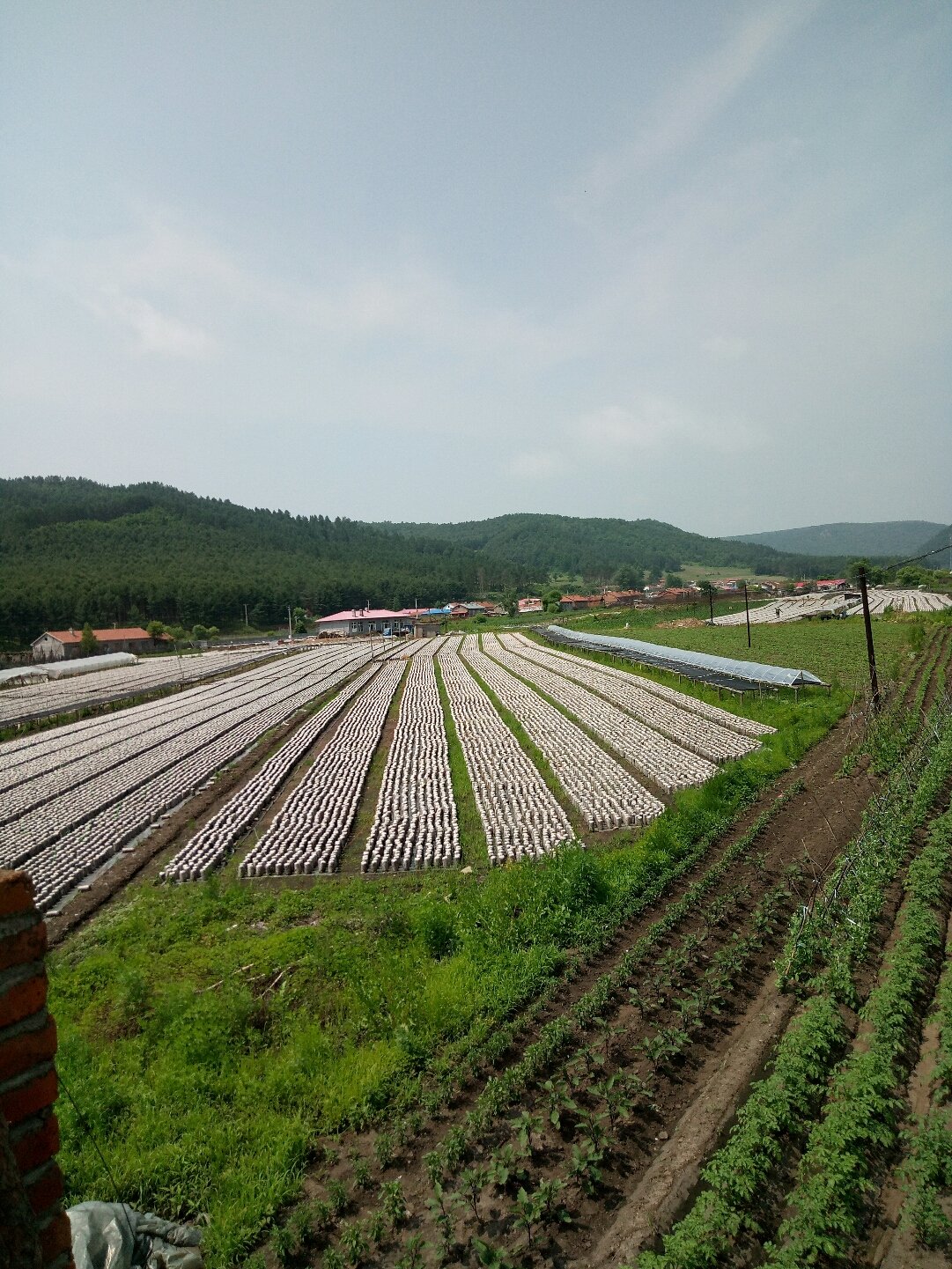 白塔子镇未来一周天气预报，生活建议与天气变化详解