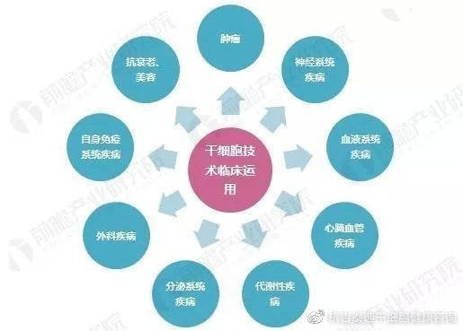 干细胞领域最新进展与前沿突破，科学挑战与最新消息