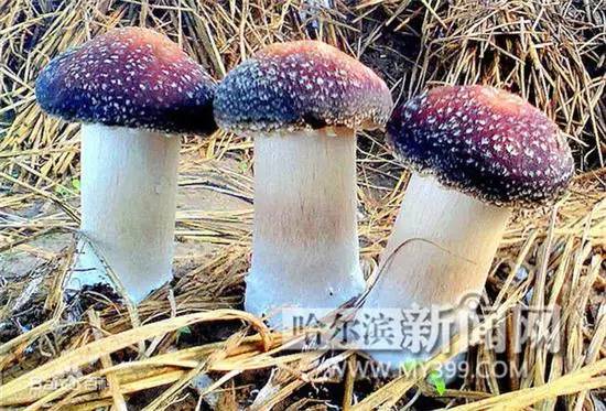 瀚齐食用菌引领健康产业新篇章，最新新闻报道