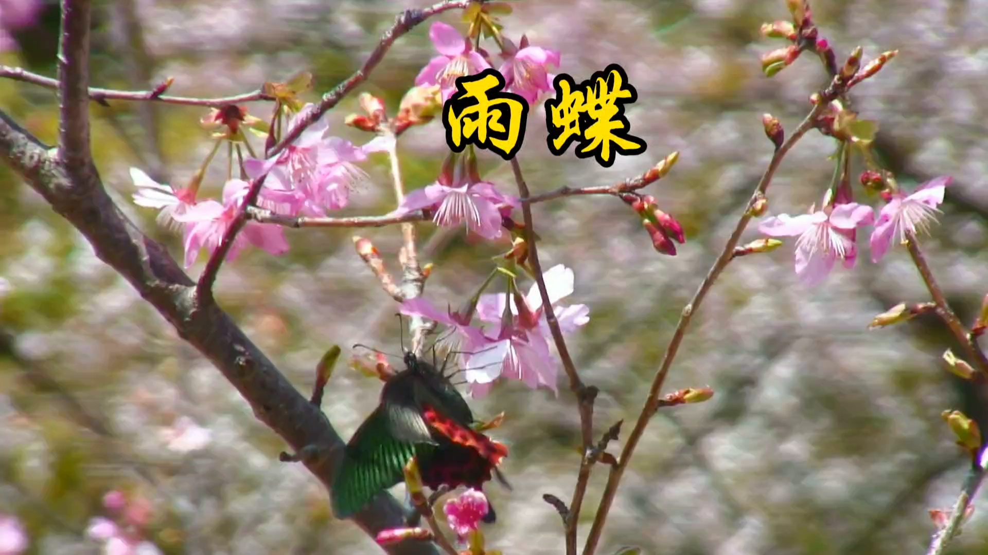 雨花蝶下载，数字音乐之旅的探秘