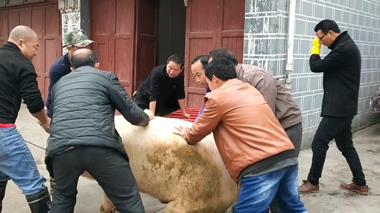 传统杀猪习俗与现代视角的融合，2017年春节杀猪视频实录