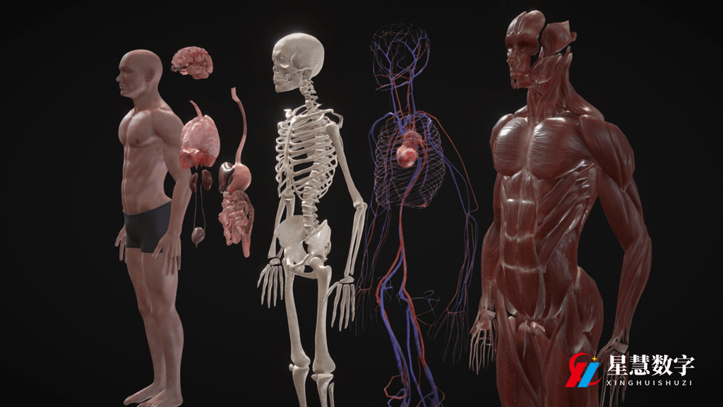 探索前沿科技，人体3D解剖软件的下载与应用指南